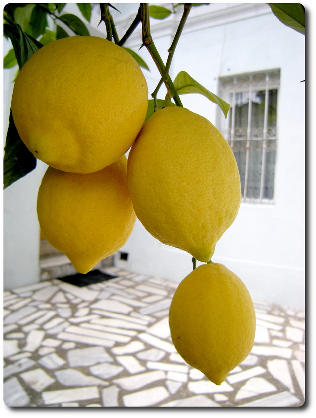 Yellow Lemon picture